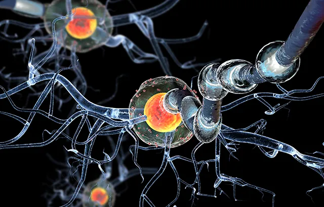 Neurons