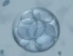 Cells dividing in embryo