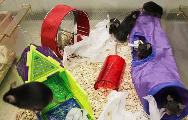 Mice in an 'enriched' environment