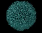 Model of a foot and mouth disease virus capsid. Credit: theasis/ iStock.com