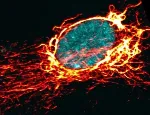Microscope image of a cell nucleus and cytoskeleton, captured by the Godinho lab. DNA is shown in cyan, with components of the cytoskeleton in red and yellow.