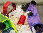 Mice in an 'enriched' environment
