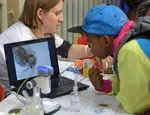 A festival visitor watches a magnified flea