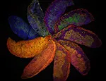 'The Placenta Rainbow' by Dr Suchita Nadkarni