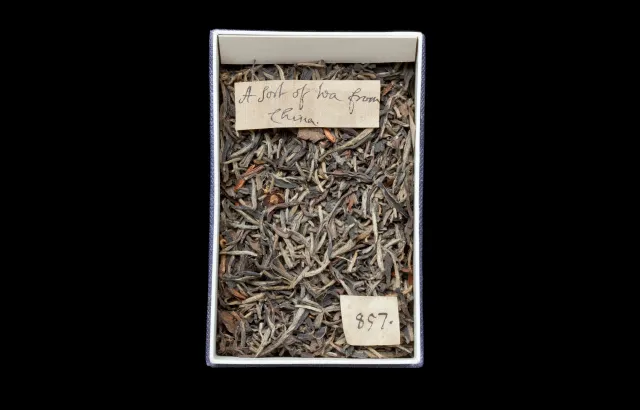 © The Trustees of the Natural History Museum, London