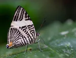 Nymphalid butterflies in the Peruvian Amazon are adapting their mating behaviour to climate change