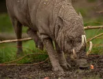 Babirusas are typically found in Wallacea