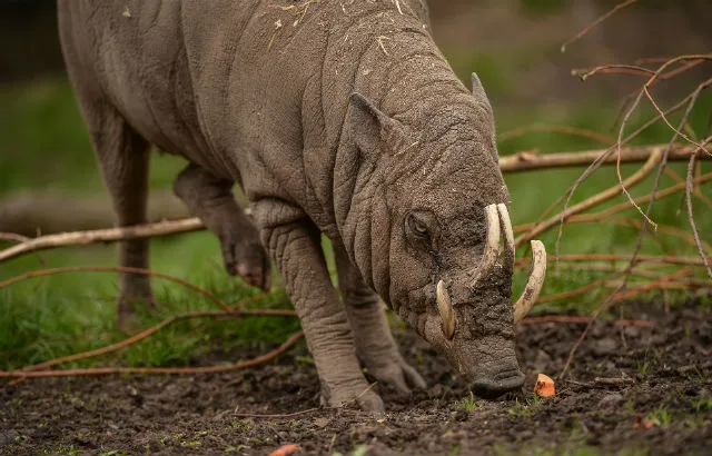 Babirusas are typically found in Wallacea
