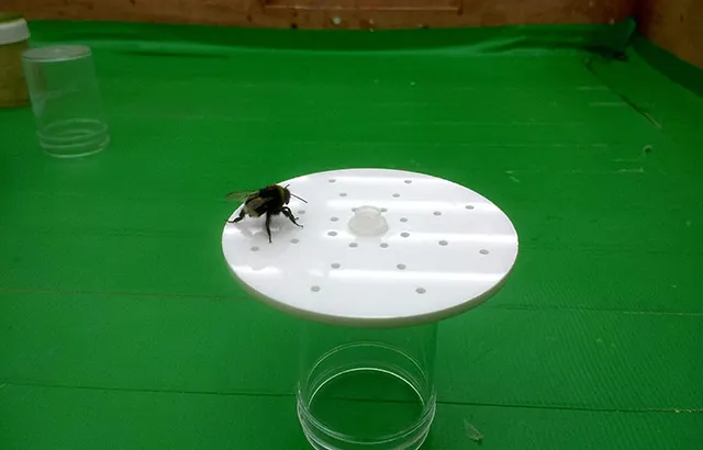 A captive bumblebee walks across the surface of an artificial flower, working out the pattern of scent that has been made by placing peppermint oil in some of the holes. Credit: Dave Lawson