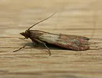 Plodia interpunctella