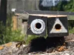 Solitary female bee selecting their nest site. Credit: Olli Loukola