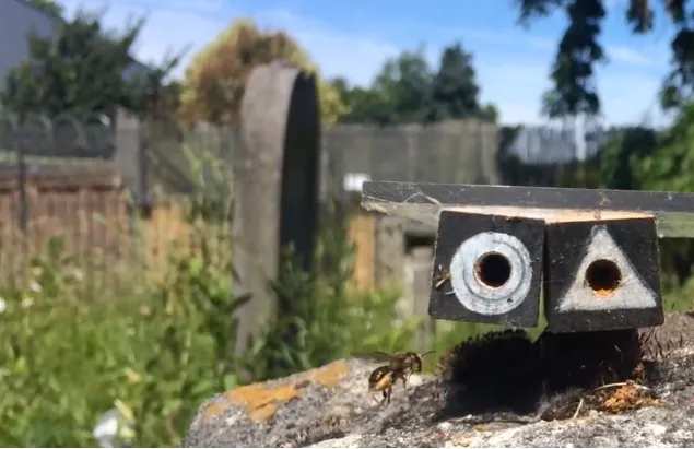 Solitary female bee selecting their nest. Credit:Olli Loukola