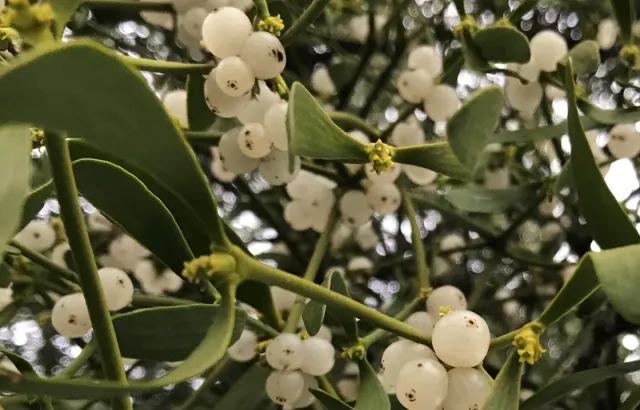Mistletoe. Credit: Andrew Leitch.