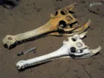 Skulls of a male (top) and female (bottom) gharial (Gavialis gangeticus). Credit: Larry Witmer, Ohio University