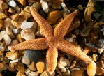 Starfish Asterias rubens. Credit: Ray Crundwell.