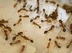 Workers of the red fire ant on a sequencing chip. Credit: Yannick Wurm & Emeline Favreau.