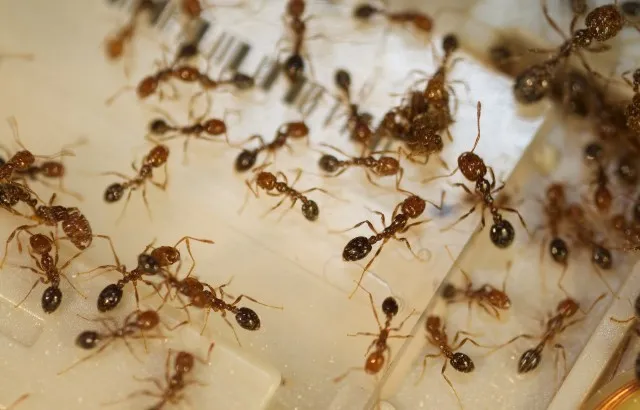 Workers of the red fire ant on a sequencing chip. Credit: Yannick Wurm & Emeline Favreau.