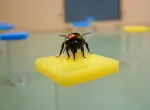 Bumblebee on artificial flower. Credit: Tom Ings