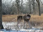 An illustration of the extinct large Dire Wolf hunting alone in the woods. Credit: Aunt_Spray/iStock,com