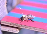 Drone with transponder. Credit: Joe Woodgate