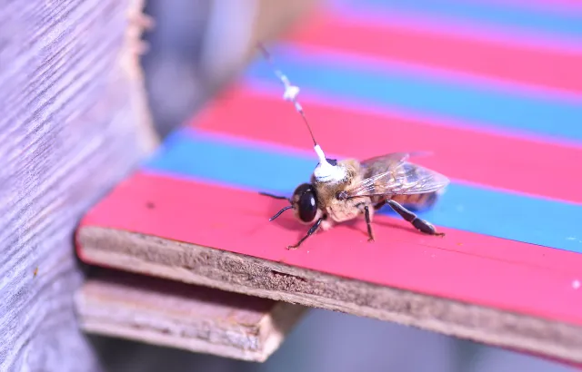Drone with transponder. Credit: Joe Woodgate