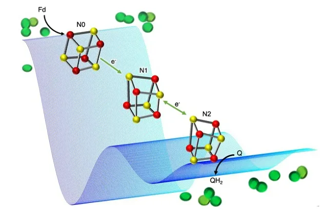Relay of iron-sulfur clusters (red-yellow cubanes) that wire electrons from ferredoxin (Fd) to plastoquinone (Q) in photosynthetic complex I from cyanobacteria (schematically shown in green). Example double electron-electron resonance (DEER) traces are shown in blue – DEER is the pulse EPR technique used to assign the properties of the clusters to their location in the protein structure.