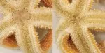 Starfish with everted stomach (left) and the same animal 6 min after injection with SK/CCK-type neuropeptides (right), the stomach is completely retracted.