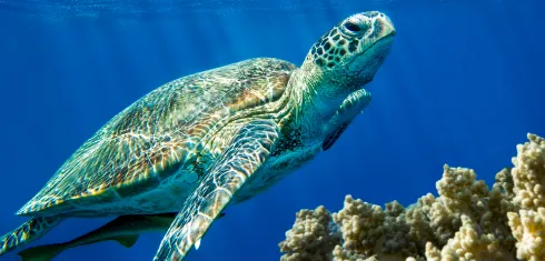 Environment, biodiversity and genomics
