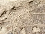 Mammal's foot in a dinosaur fossil. Copyright: Alex Dececci.