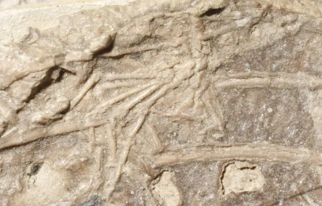 Mammal's foot in a dinosaur fossil. Copyright: Alex Dececci.