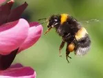 A bumblebee