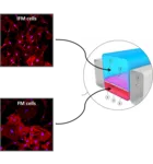 IFM cells