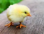 A chick. Credit: Pixabay.