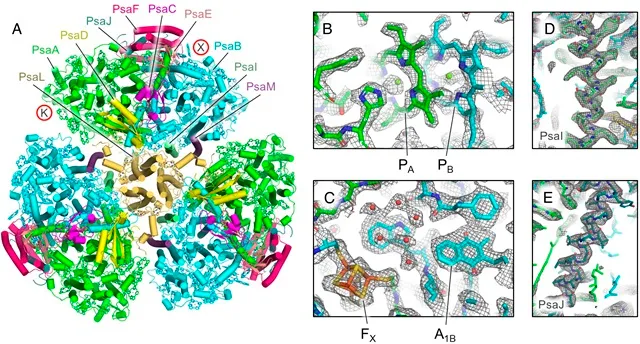 A cryo-electron microscopy structure of Photosystem I isolated from the bacterium Anthocerotibacter panamensis. Credit: Han-Wei Jiang et al./PNAS