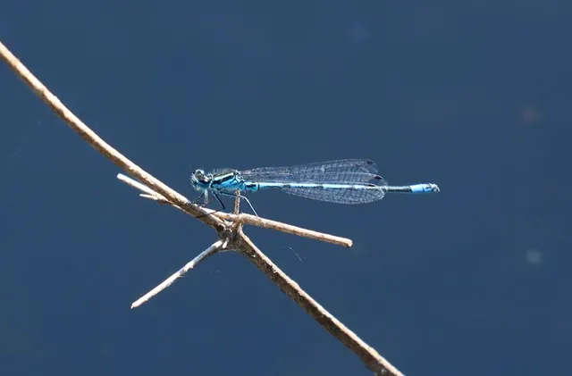 Azure Damselfly. Creadit by Dave Cooling
