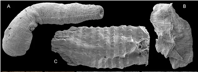 Longitudinal ventral nerve cord of basal Cambrian scalidophoran worms. Credit: Dr Deng Wang.