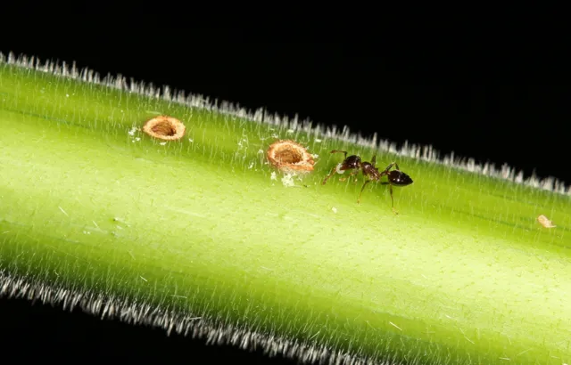 Crematogaster ant on Macaranga plant
