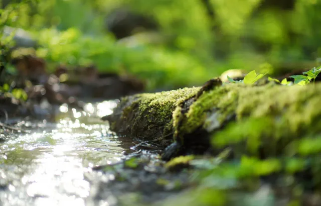 A fresh water stream (adobe free stock)