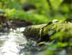A fresh water stream (adobe free stock)