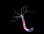 A sea anemone - credit Karmannye Chaudhary