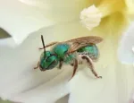 A sweat bee from San Diego - credit iNaturalist Karen Fraser