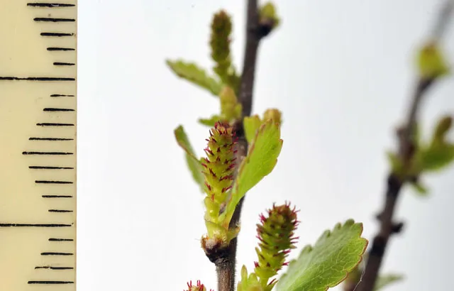 Close up of dwarf birch tree