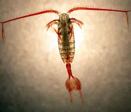 Calanus propinquus