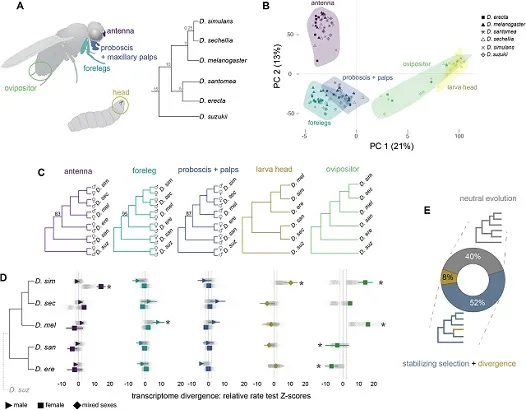Chemosensory tissue transcriptome evolution. Credit: Gwénaëlle Bontonou et. al./Nature Communications