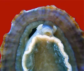 Researchers at Queen Mary have measured the mechanical properties of small sections of limpet teeth