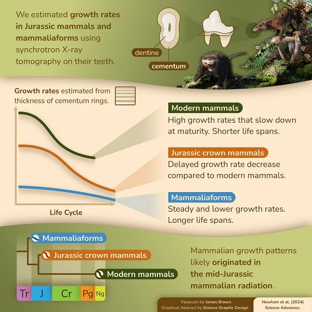 Graphic abstract. E. Newham et al./Sci Adv