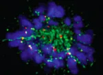 Astrin protein (green) secures microtubule-chromosome attachments.