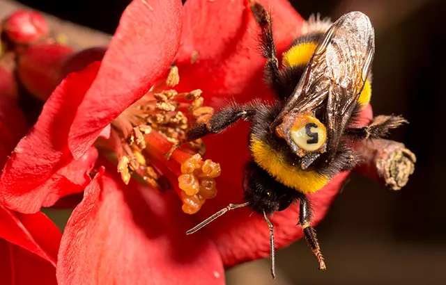 The public are urged to plant bee-friendly flowers now to attract one of the hundreds of QMUL tagged bees due to be released later this summer.