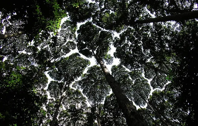 Rain forest canopy, Malaysia