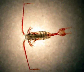 Calanus propinquus, one of the organisms investigated in this study © Pete Lens, British Antarctic Survey